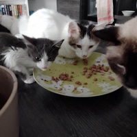 photo de livraison pour Chat L'Heureux Chat l'Ange et Cie