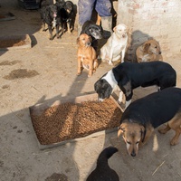 photo de livraison pour Azil Bella