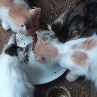 photo de livraison pour Amicale Chats
