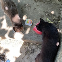 photo de livraison pour Les chats Port-Saint-Louisiens