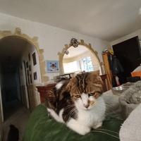 photo de livraison pour Animaux en péril