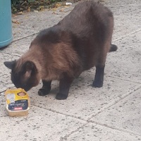 photo de livraison pour Les Chats'nonymes