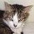 photo animal