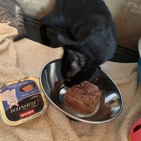 photo de livraison pour Association des Chats Camarguais