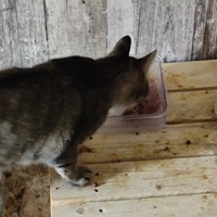 photo de livraison pour SOS Chats Libres Haut-Béarn