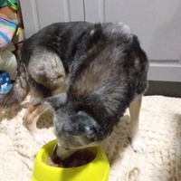 photo de livraison pour Raggie Dog Retreat