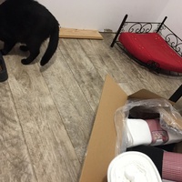 photo de livraison pour Les Chats de Condom 32