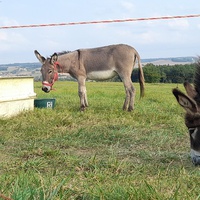 photo de livraison pour Les Sabots dans le Potager
