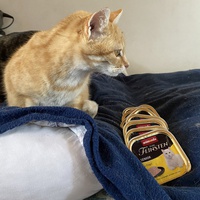 photo de livraison pour Les chats de Feelin’ Good