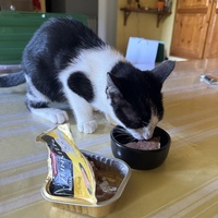 photo de livraison pour Cosa Animalia