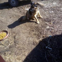 photo de livraison pour Serbian Society for the Protection of Animals - SSPA