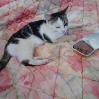 photo de livraison pour Les Félins Concitoyens de Saint Eliph