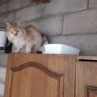 photo de livraison pour Une vie, Un chat