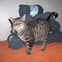 photo de livraison pour Jardin des Chats