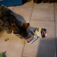 photo de livraison pour Des Cœurs pour les Pattes du 93