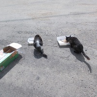 photo de livraison pour Chats Sans Toi"T"