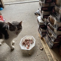 photo de livraison pour Les chats Port-Saint-Louisiens