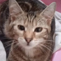 photo de livraison pour Hungry Cats14