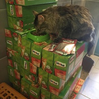 photo de livraison pour Protection Animale Amélienne