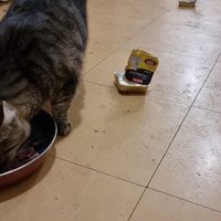 photo de livraison pour Chats Libres des Hauts Cantons de l'Hérault