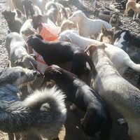 photo de livraison pour Europe4strays