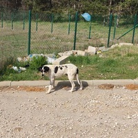 photo de livraison pour Civic Initiative Kane Korzo Skopje