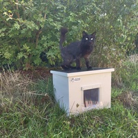 photo de livraison pour Les Chats de la Rue