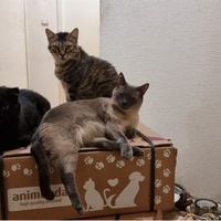 photo de livraison pour Chats Libres des Hauts Cantons de l'Hérault