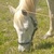 photo animal