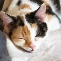 photo de livraison pour Anima'passion