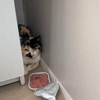 photo de livraison pour Sweety Pets