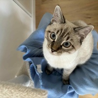 photo de livraison pour Les Pattes de l'Espoir 