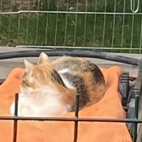 photo de livraison pour SADF (Sauvetage des animaux domestiques de France)