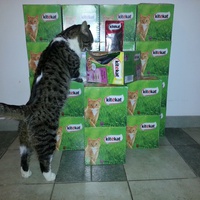 photo de livraison pour Aide Aux Chats