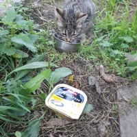 photo de livraison pour Chiens, Chats et Cie