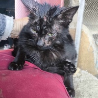 photo de livraison pour Chats Libres de Béziers