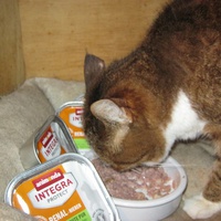 photo de livraison pour Au Bonheur des Chats Libres