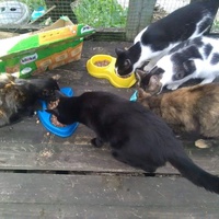 photo de livraison pour Paroles de Chats