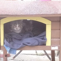 photo de livraison pour Les Chats de la Tour