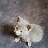 photo de livraison pour Les Pattes de l'Espoir 