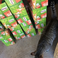 photo de livraison pour Les chats de chez nous