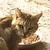 photo animal