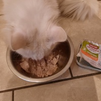 photo de livraison pour Les Pattes de l'Espoir 