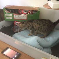 photo de livraison pour Pour l'Amour des Chats