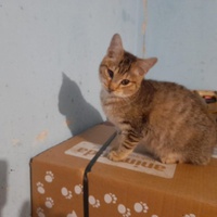 photo de livraison pour Chatsociation71