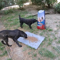 photo de livraison pour Azil za pse"Poslednja oaza"