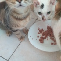 photo de livraison pour Au Chant des Chats