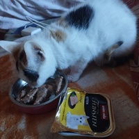 photo de livraison pour Cat Miaou