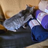 photo de livraison pour Amis de Myrtille