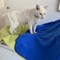 photo de livraison pour SADF (Sauvetage des animaux domestiques de France)
